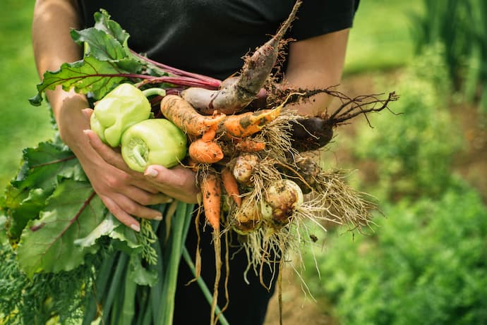 mujer recolectando alimentos orgánicos de su huerta casera