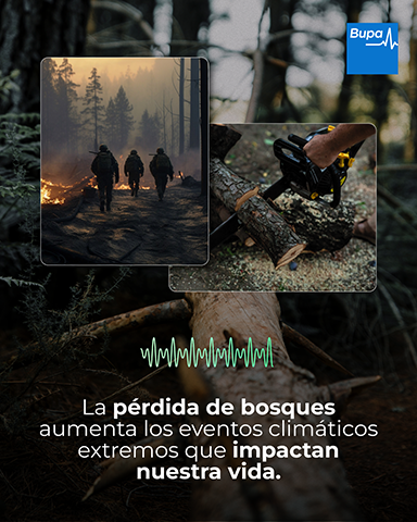 La pérdida de bosques aumenta los eventos climáticos extremos que impactan nuestra vida - carrusel